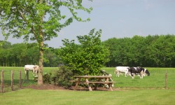 Dieren bij de camping