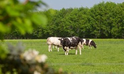 Dieren bij de camping