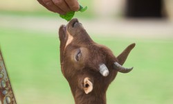 Dieren bij de camping