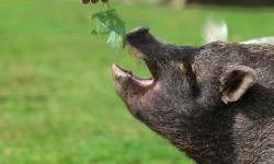 Dieren bij de camping