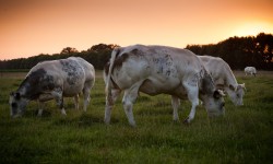 Midden in de natuur