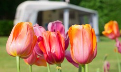 Bloemen houden van mensen